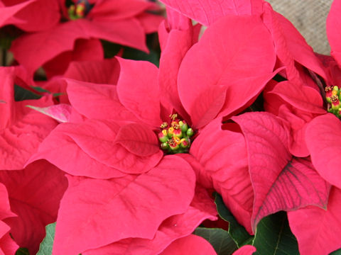 Euphorbia pulcherrima cv. Winter Memories Red