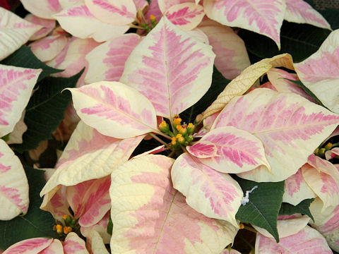Euphorbia pulcherrima cv. Winter Memories Marble
