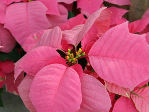 Euphorbia pulcherrima cv. Winter Memories Pink