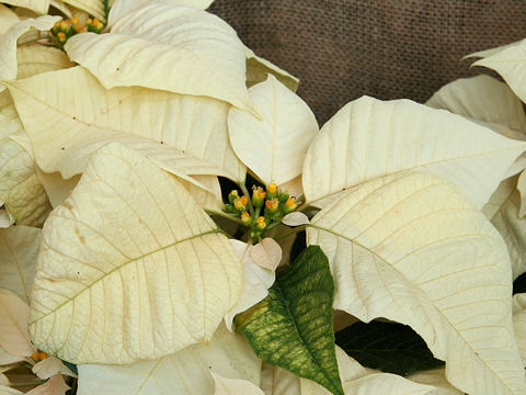 Euphorbia pulcherrima cv. Winter Memories White