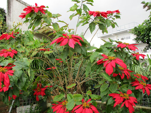 Euphorbia pulcherrima cv.