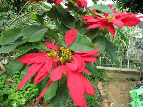 Euphorbia pulcherrima cv.