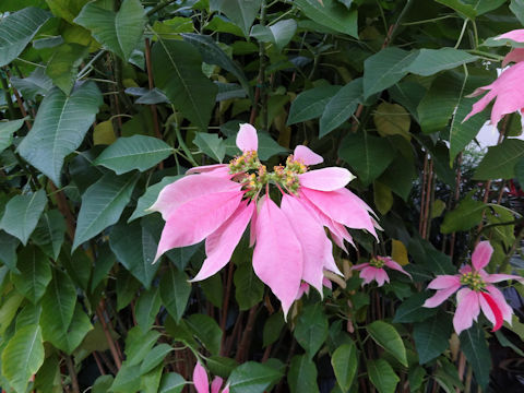 Euphorbia pulcherrima cv.