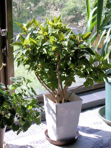 Euphorbia pulcherrima cv.
