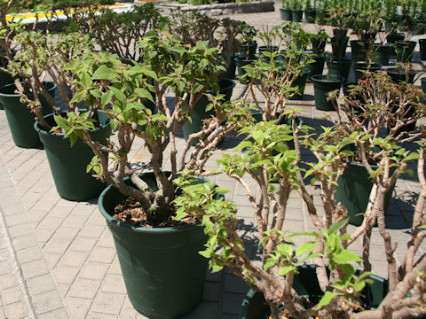 Euphorbia pulcherrima cv.