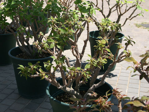 Euphorbia pulcherrima cv.