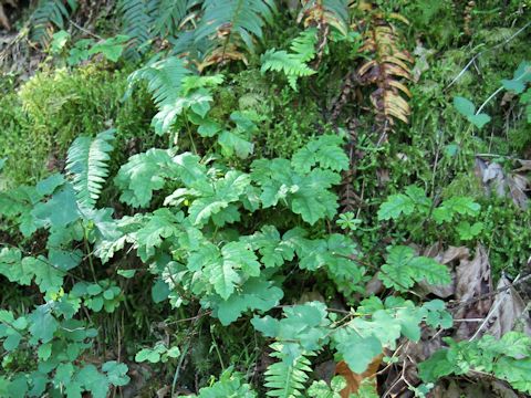 Rhus diversilobum