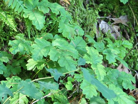 Rhus diversilobum