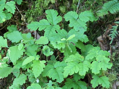 Rhus diversilobum