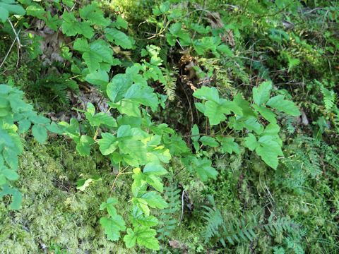 Rhus diversilobum