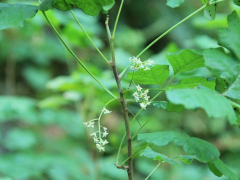 Rhus diversilobum