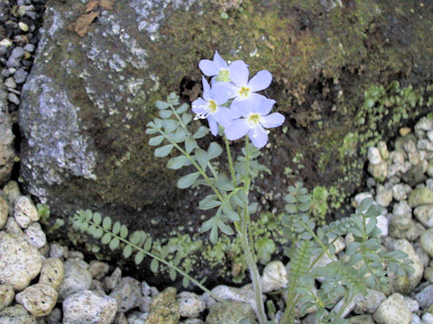 Polemonium boreale