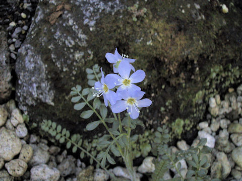 Polemonium boreale