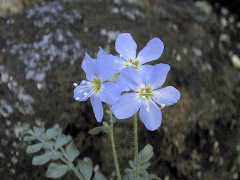 Polemonium boreale