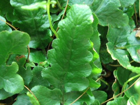 Polypodium caespatestum