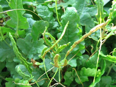 Polypodium caespatestum