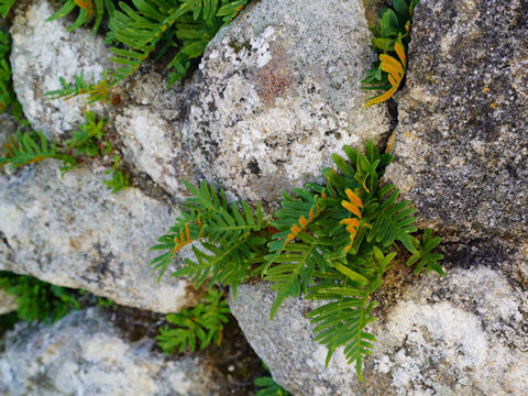 Polypodium cambricum