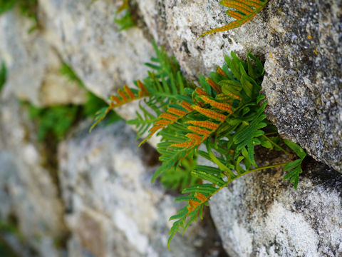 Polypodium cambricum