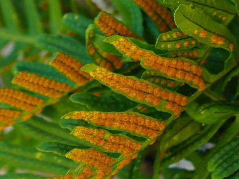 Polypodium cambricum