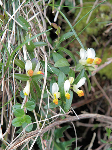 Polygala chamaebuxus