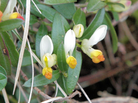 Polygala chamaebuxus