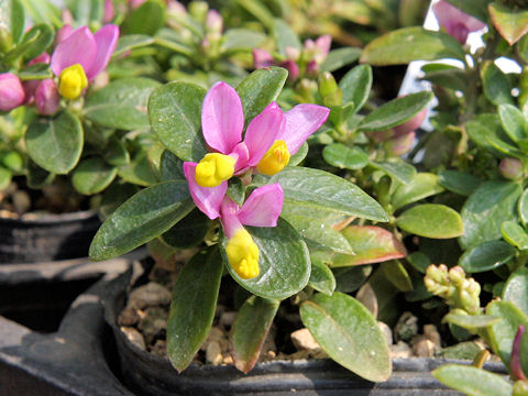 Polygala chamaebuxus var. grandiflora