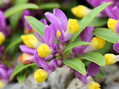 Polygala chamaebuxus var. grandiflora