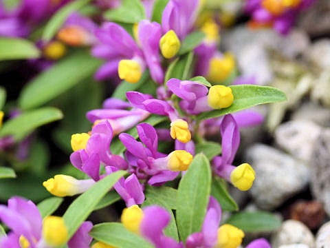 Polygala chamaebuxus var. grandiflora