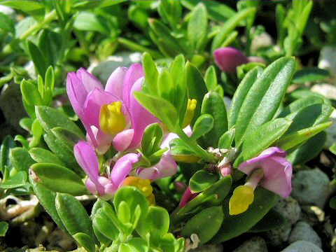 Polygala chamaebuxus var. grandiflora