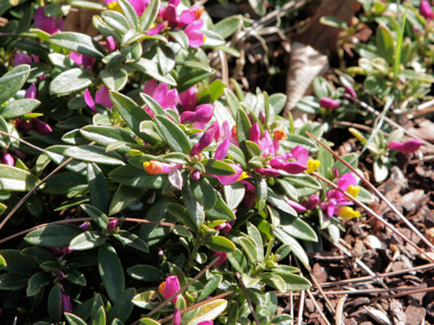 Polygala chamaebuxus var. grandiflora