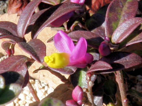 Polygala chamaebuxus var. grandiflora