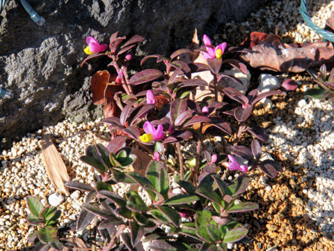 Polygala chamaebuxus var. grandiflora