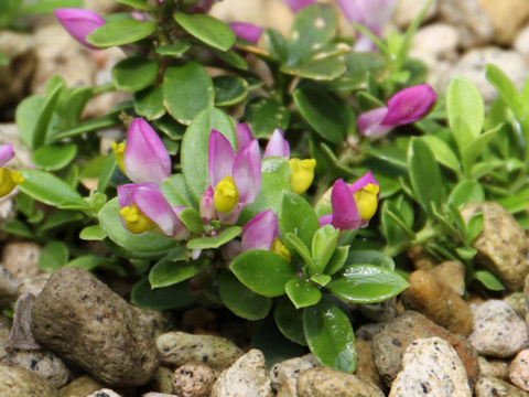 Polygala chamaebuxus var. grandiflora