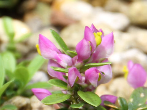 Polygala chamaebuxus var. grandiflora