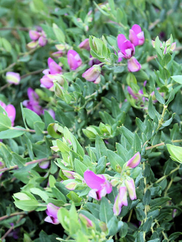 Polygala myrtifolia