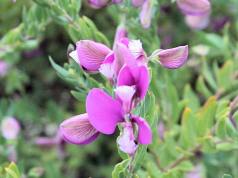 Polygala myrtifolia