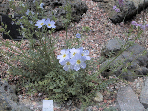 Polemonium pulcherrimum