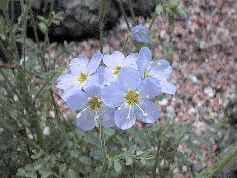 Polemonium pulcherrimum