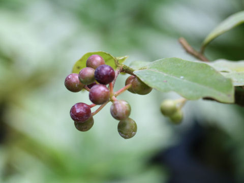 Polyalthia suberosa