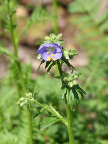 Polemonium viscosum