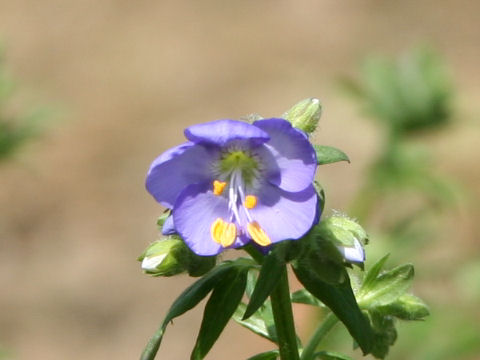 Polemonium viscosum