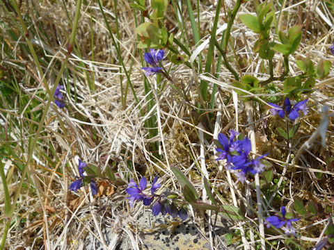 Polygala vulgaris