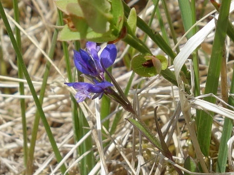 Polygala vulgaris