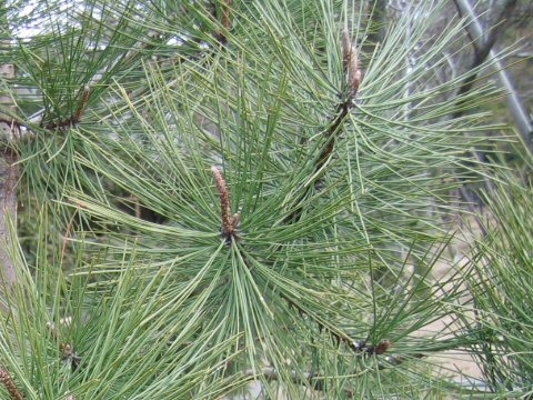 Pinus ponderosa