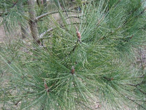 Pinus ponderosa