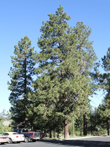 Pinus ponderosa