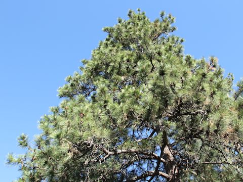 Pinus ponderosa