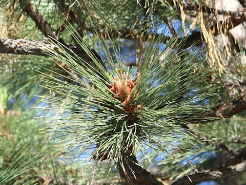 Pinus ponderosa