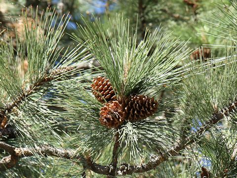 Pinus ponderosa