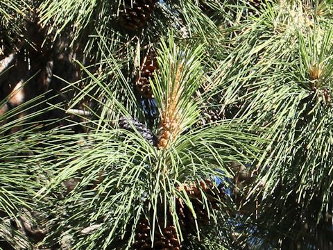 Pinus ponderosa